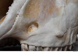 Photo Textures of Mouflon Skull 